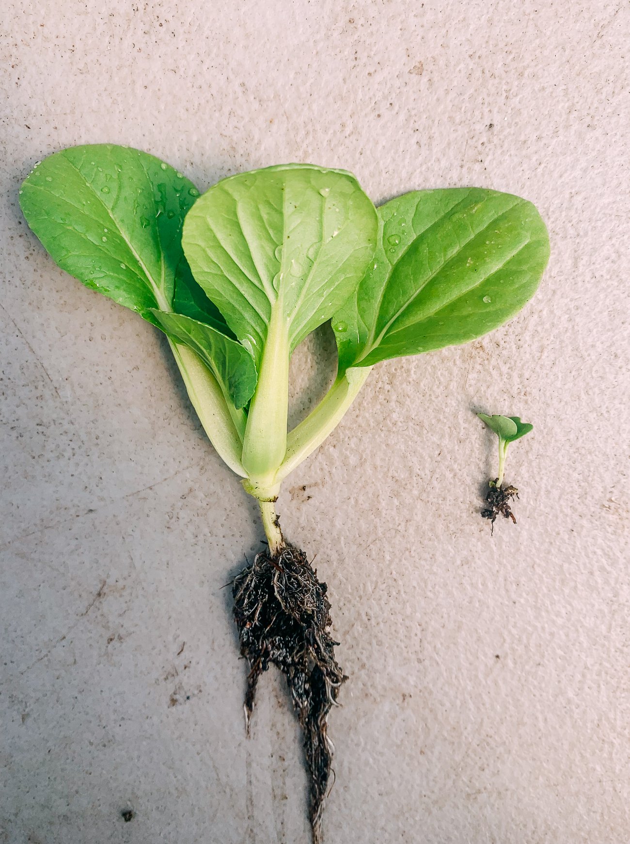 picture of bok choy plant and young seedling side by side