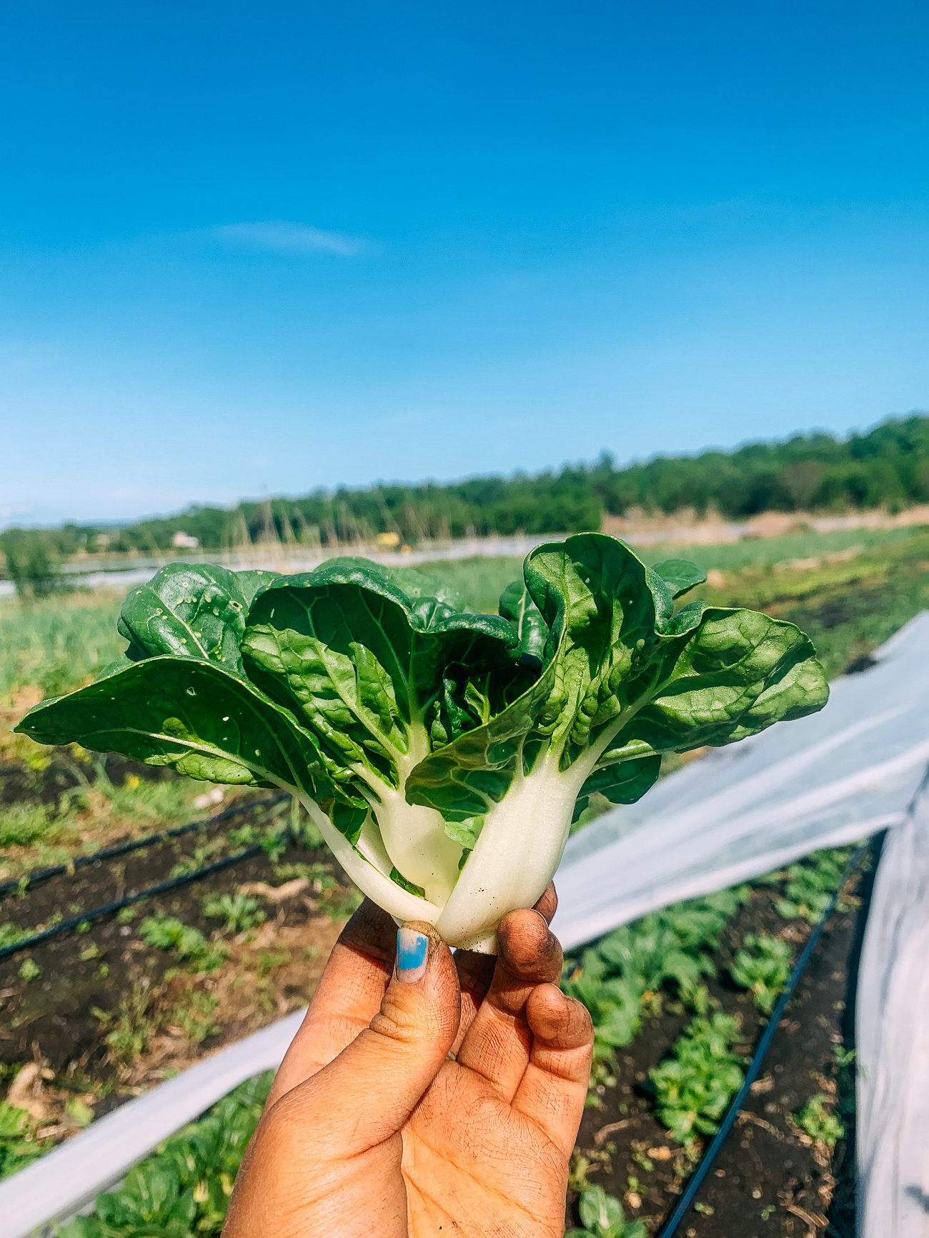 dwarf bok choy with white stems and curly dark green leaves