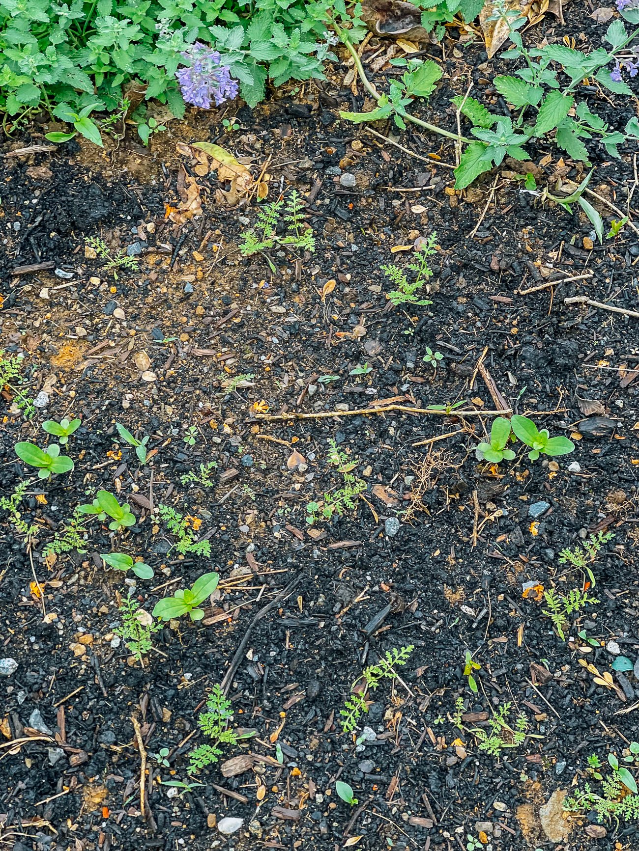 small flower seedlings growing in dirt