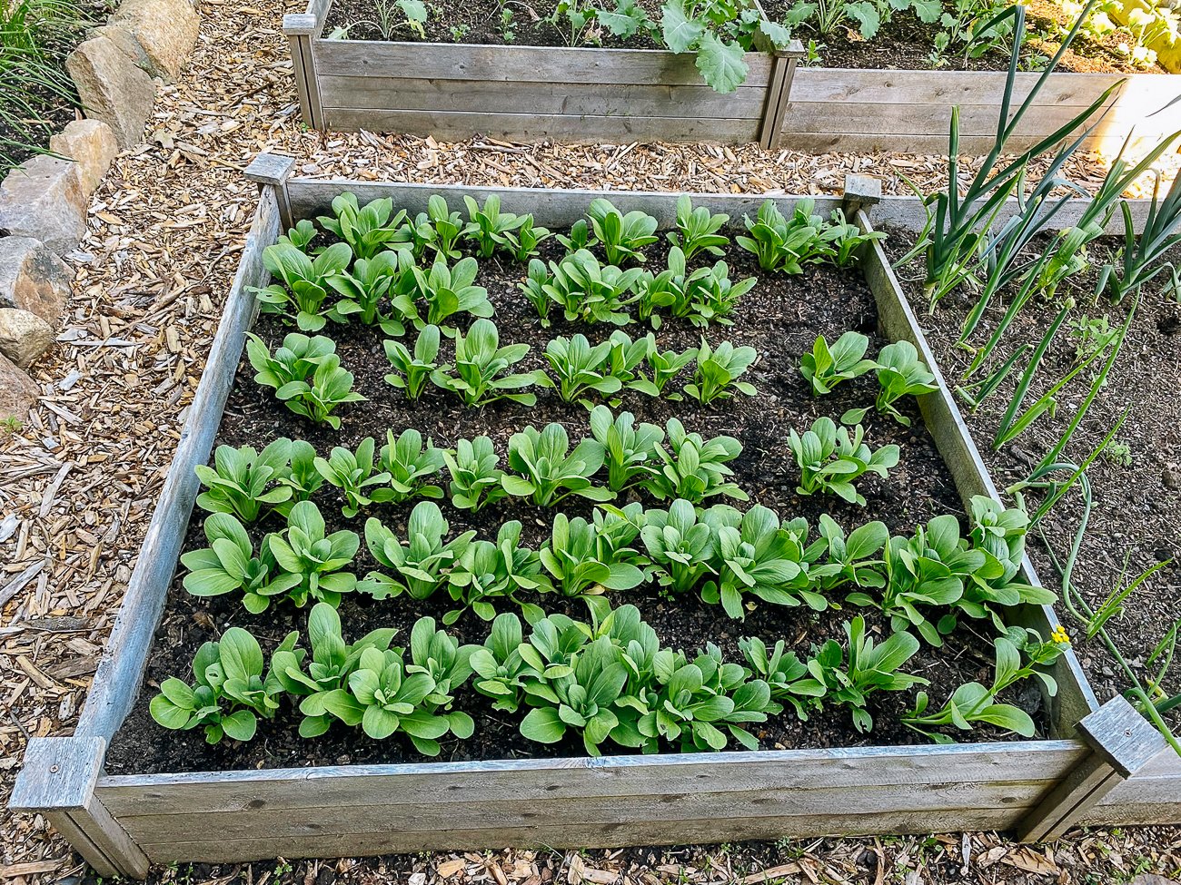 bok choy in raised bed