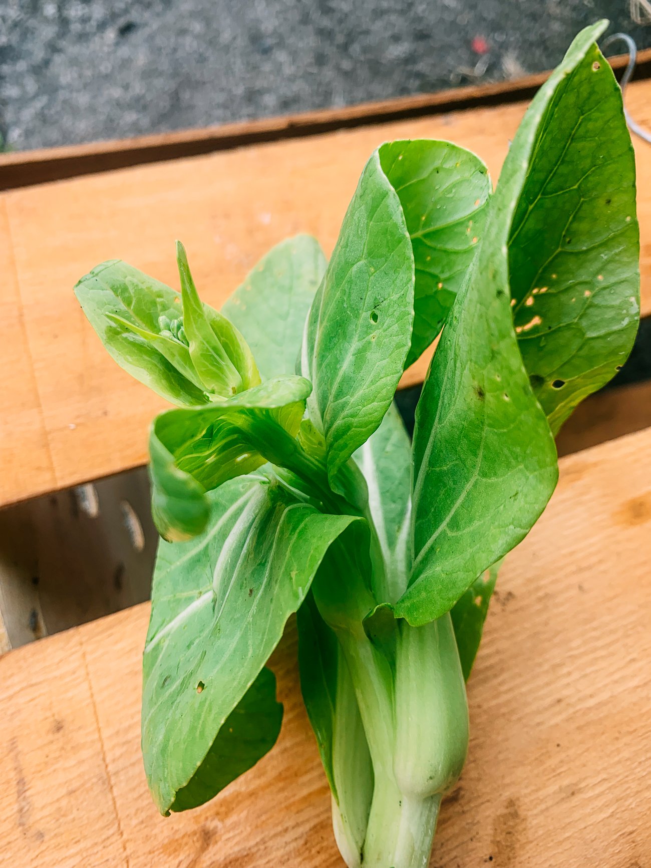 bok choy that has bolted but is still edible