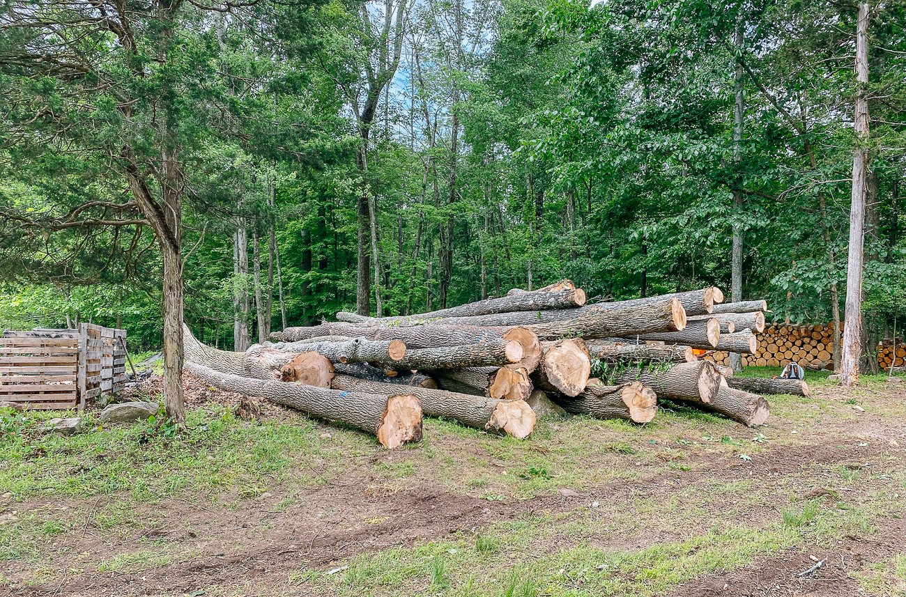 logs from ash trees cut down