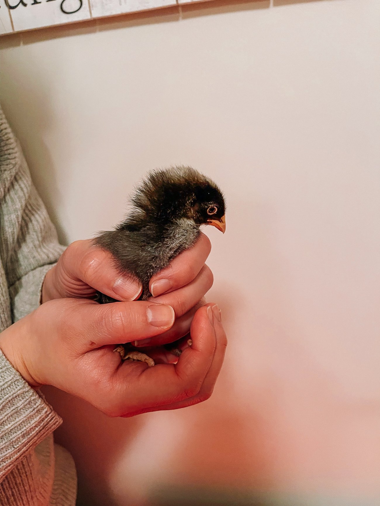 holding baby chick