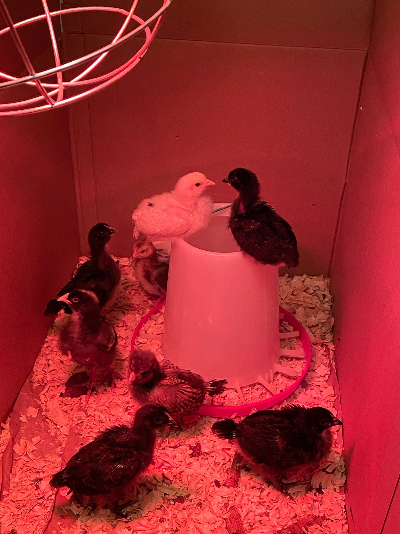chicks roosting on edge of feeder