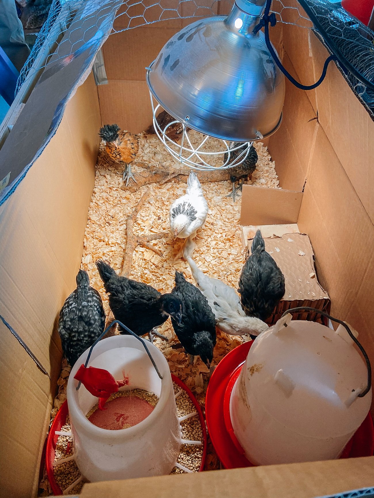 large brooder set-up for older chicks