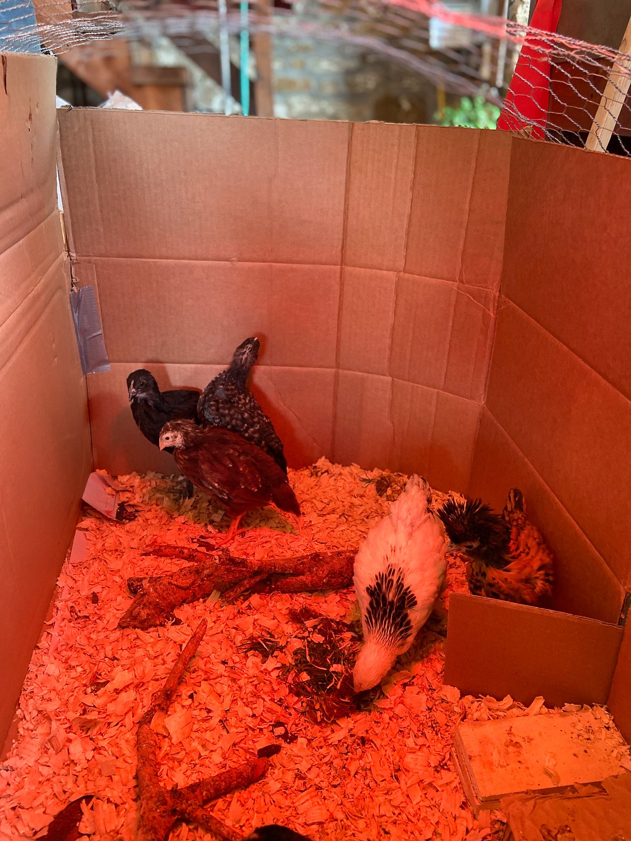chickens pecking at dirt clumps