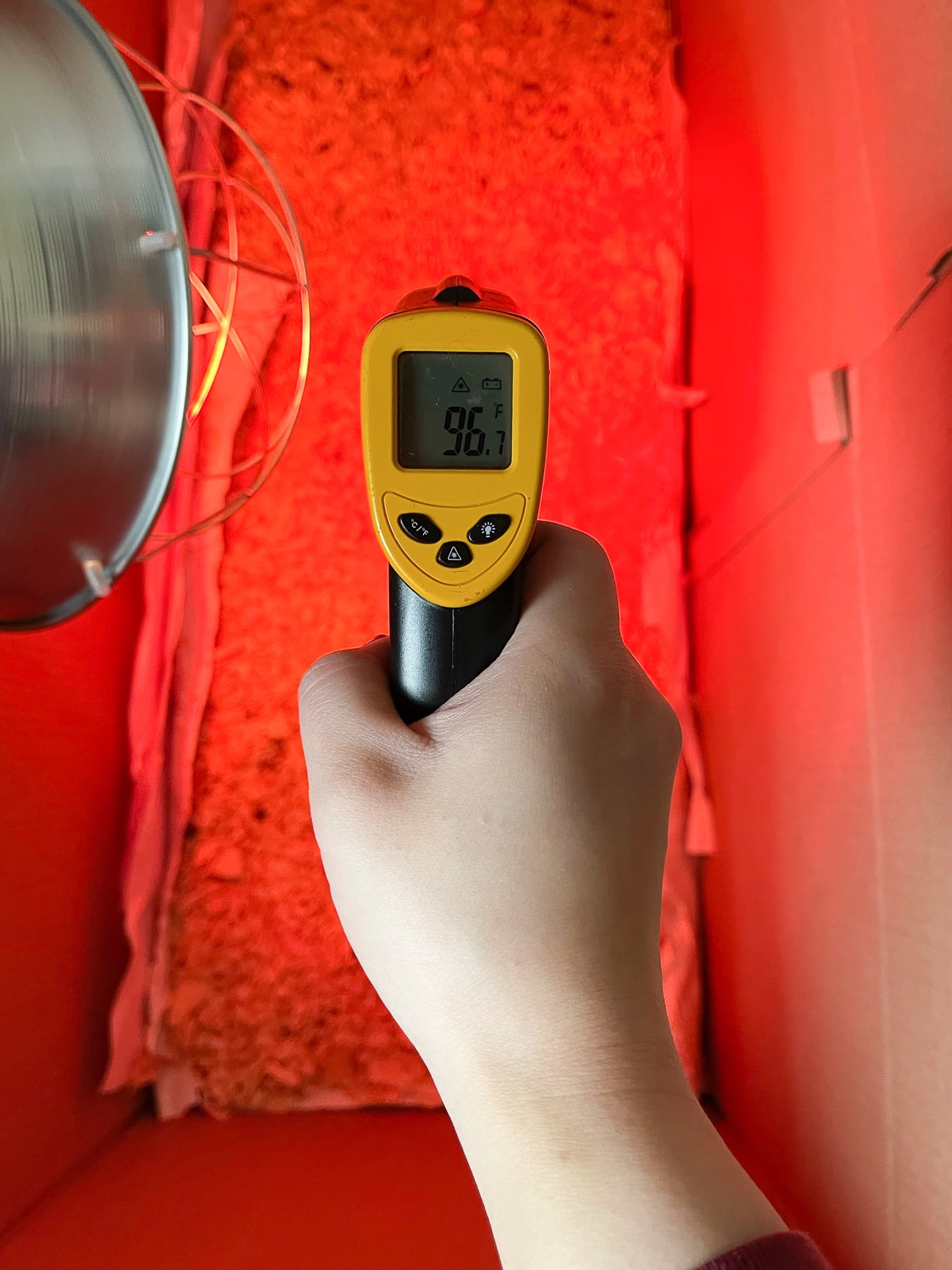 using infrared thermometer gun to check temperature in brooder