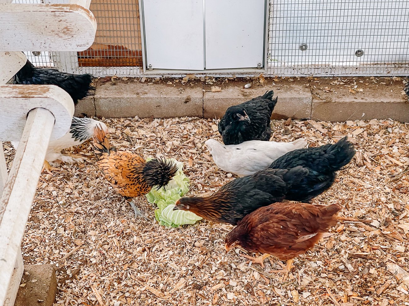 chickens pecking at cabbage leaves