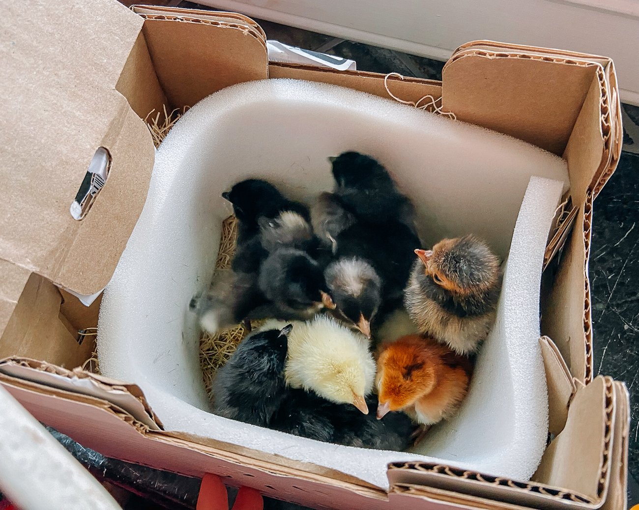 baby chicks in usps box