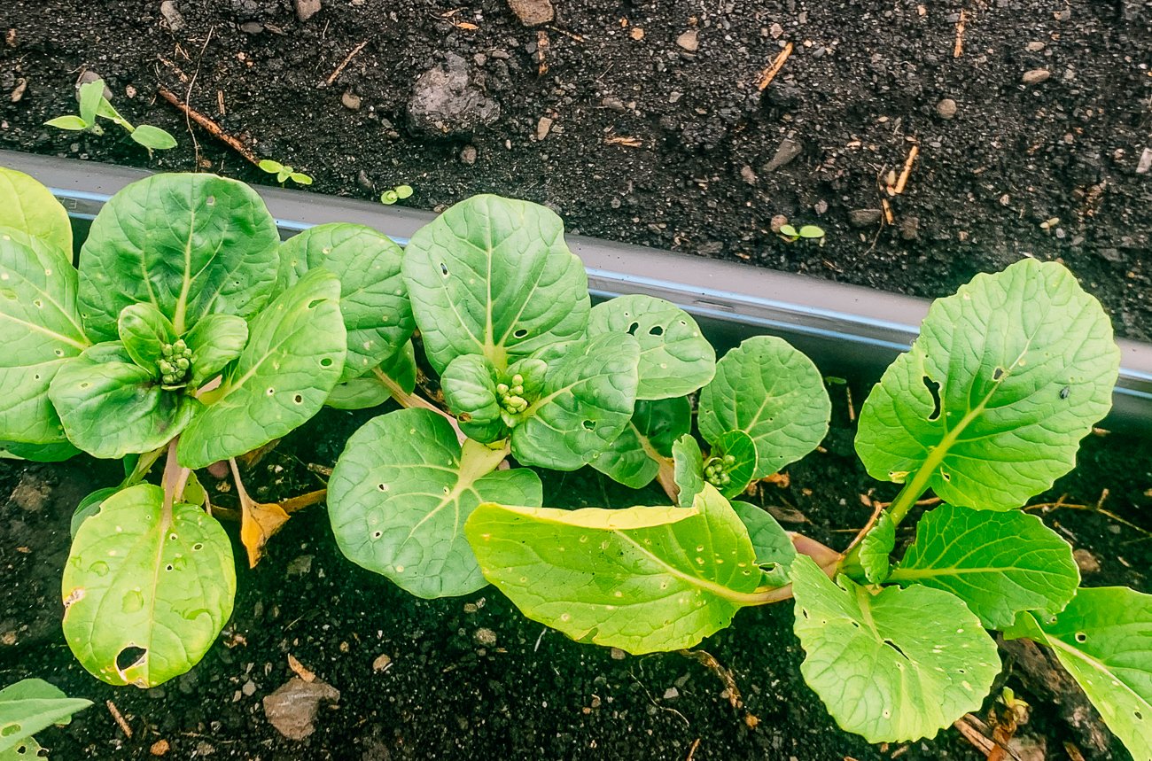 young bok choy plant showing early signs of bolting