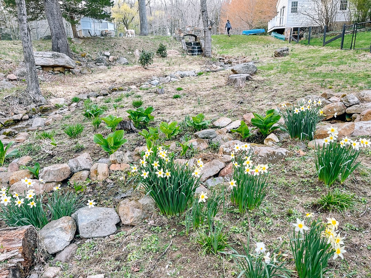daffodils along stream bed