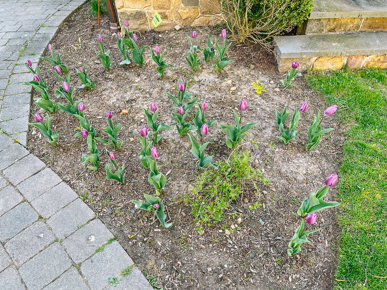 purple tulips outside of kitchen