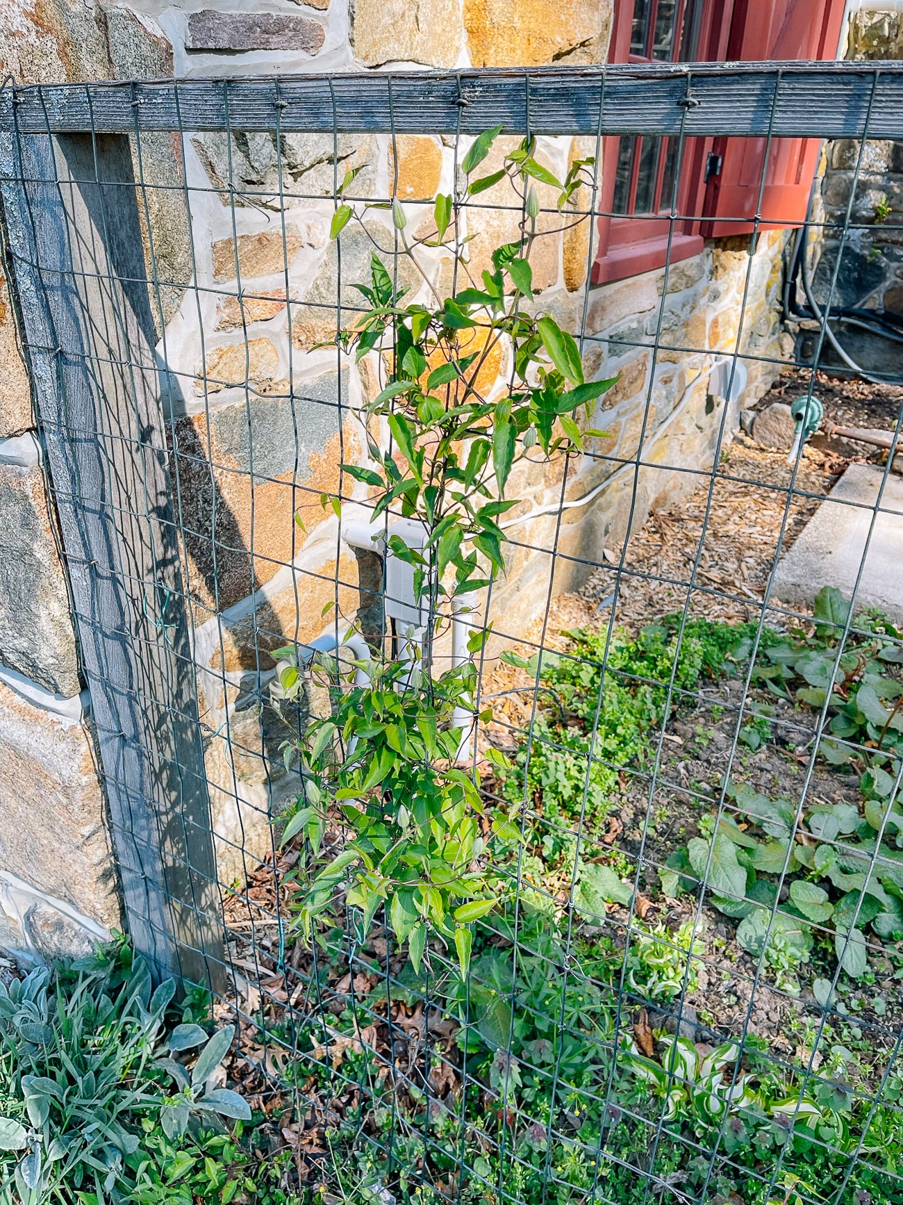 clematis vine not yet flowering