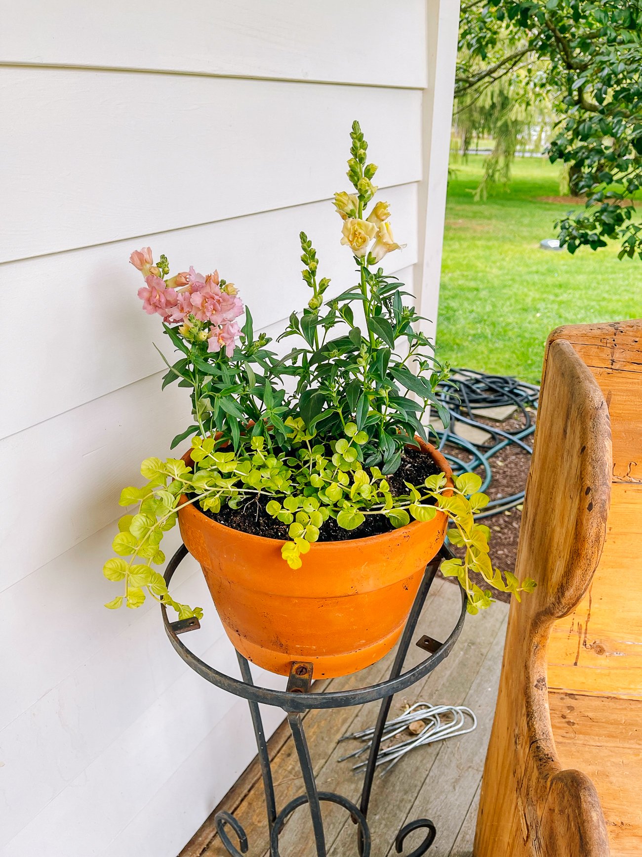 snapdragons and creeping jenny in pot