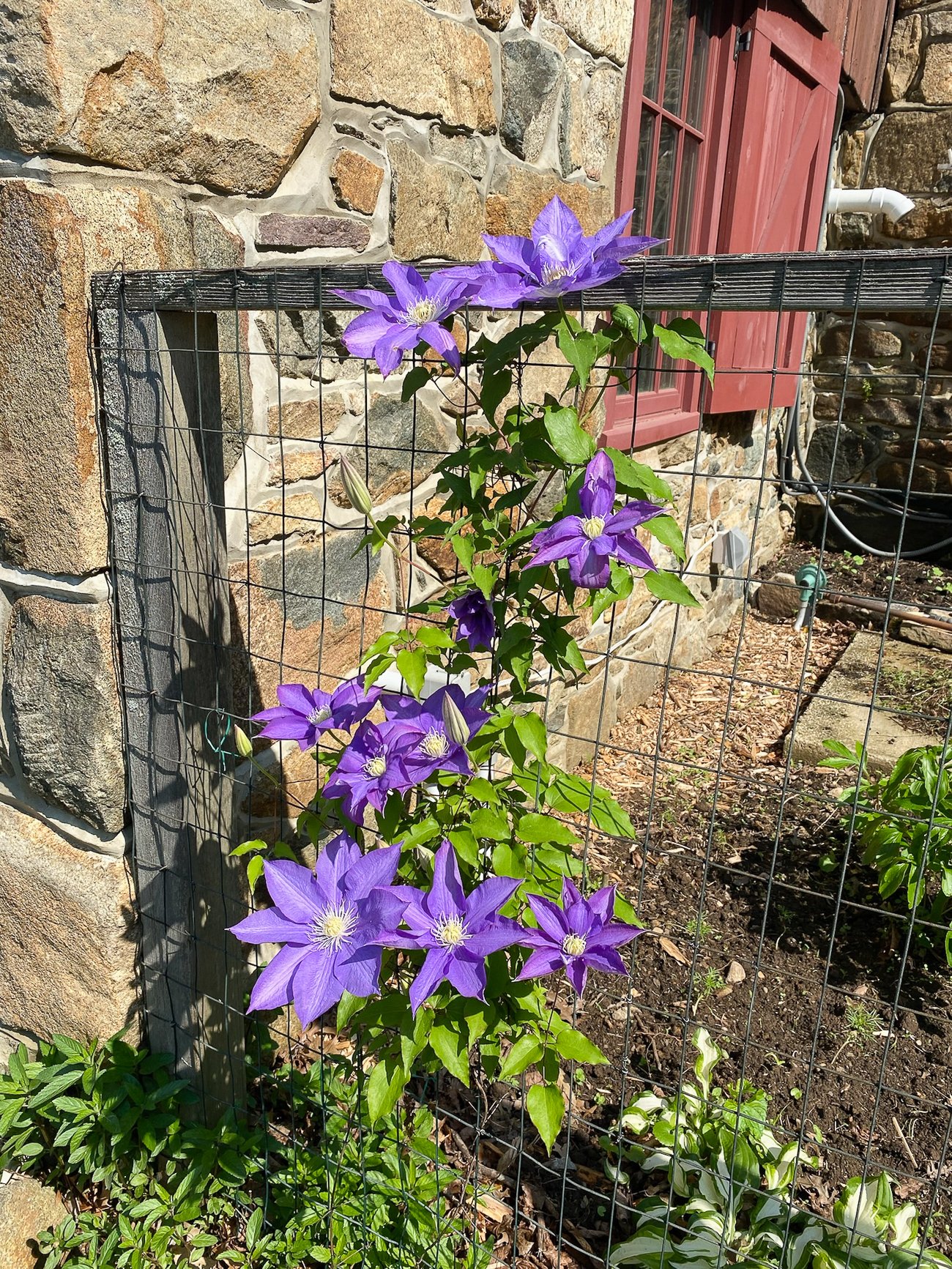 purple clematis in flower