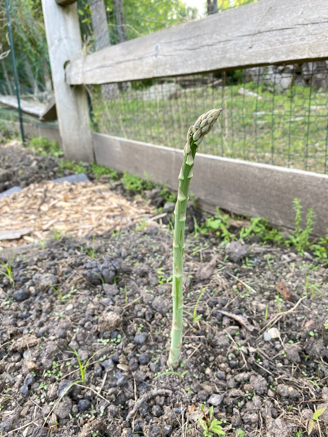 lone asparagus growing
