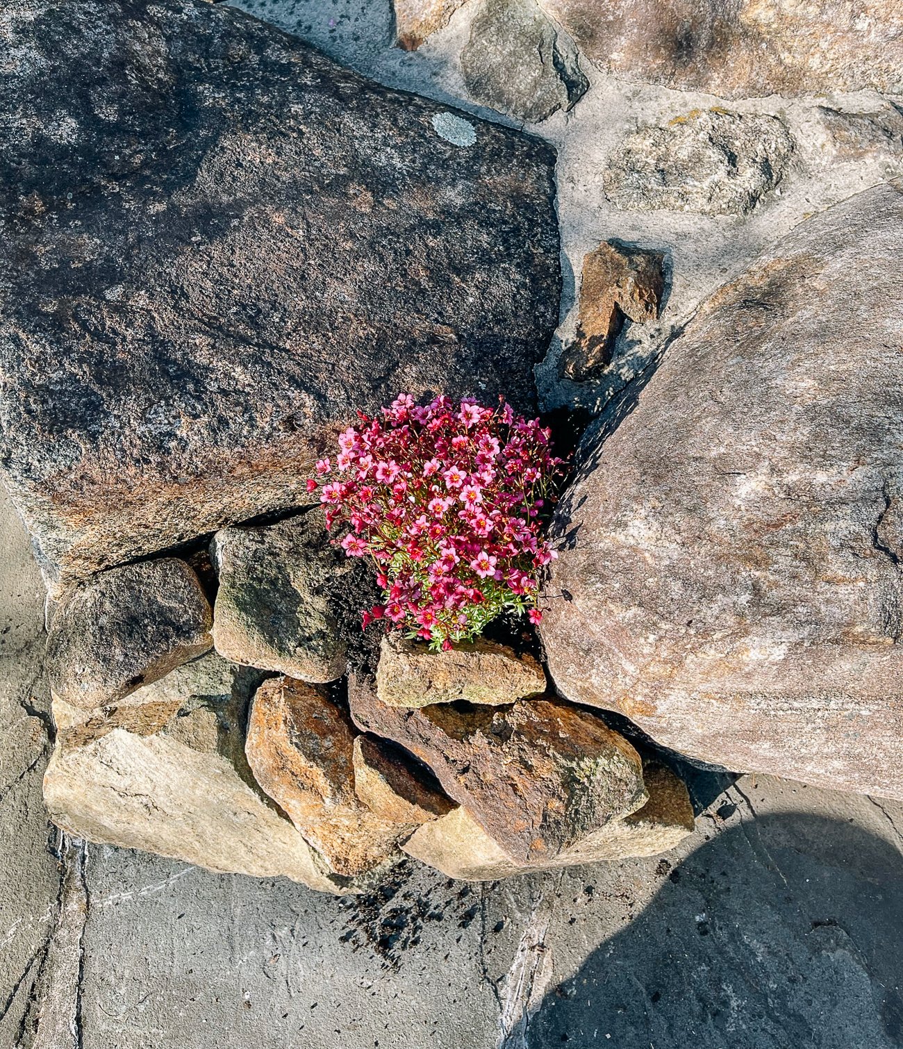 pink rockfoil flowers planted in rocks