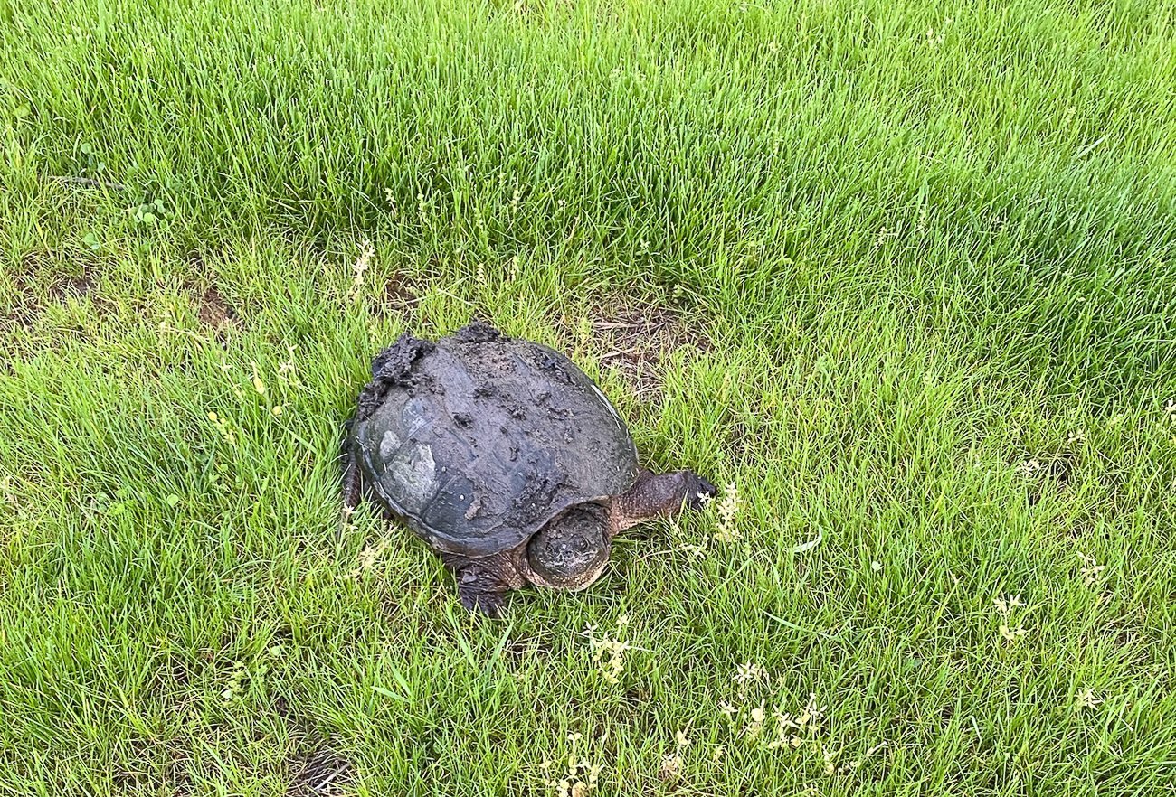 Snapping turtle in grass