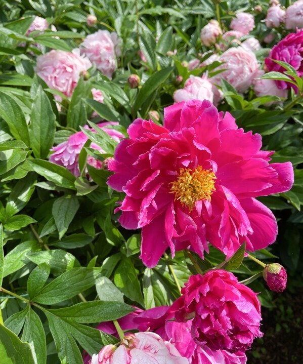 pink peony in bloom