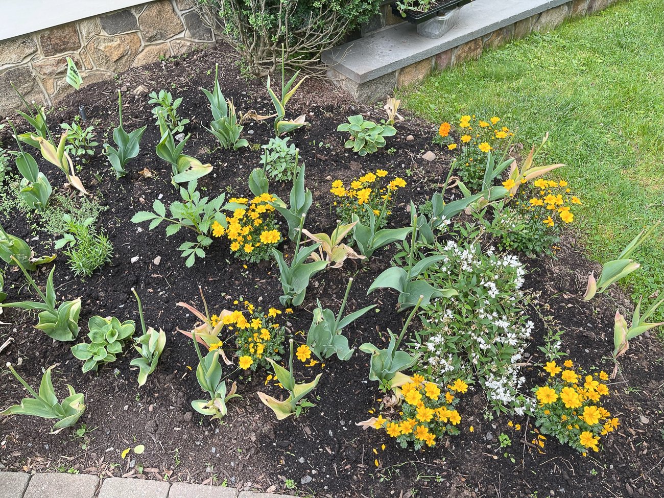yellow bidens planted in front bed