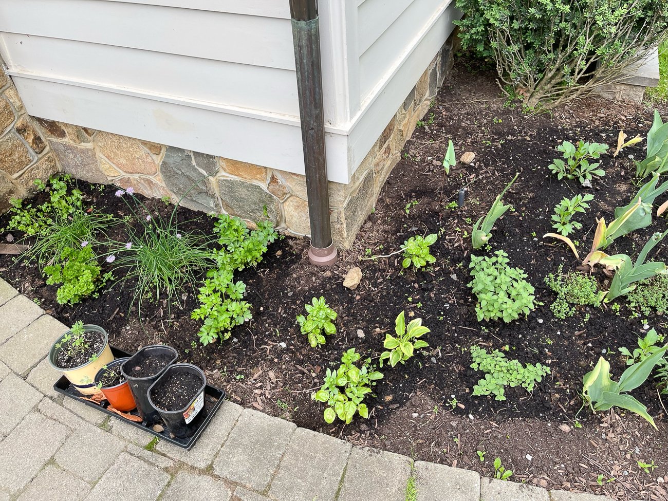 herbs planted in bed in front of kitchen