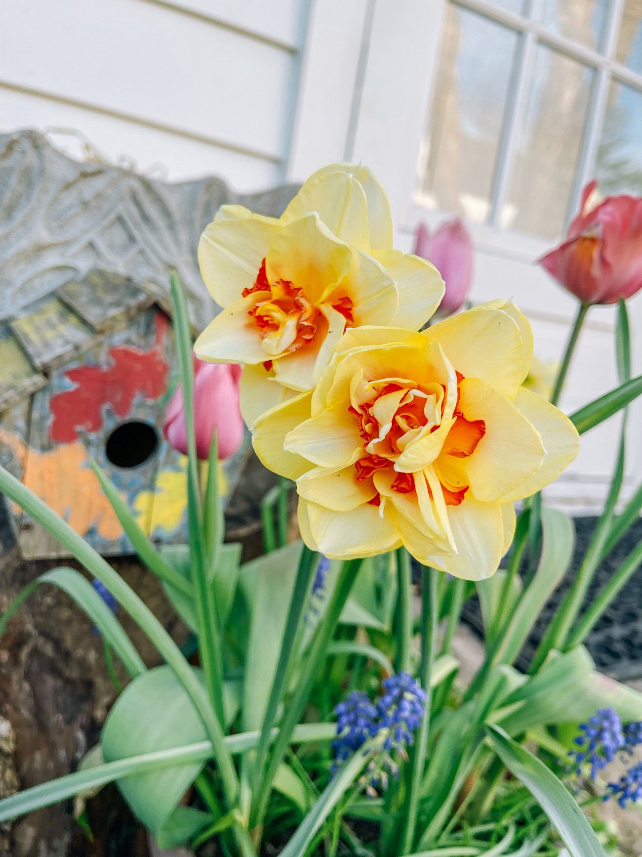 Pot with daffodils and other spring bulbs