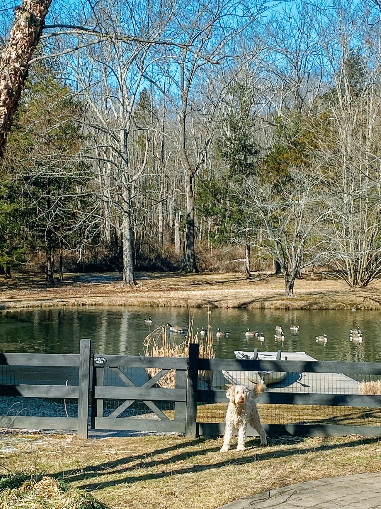 Dog in front of fence with Canada geese in pond in background