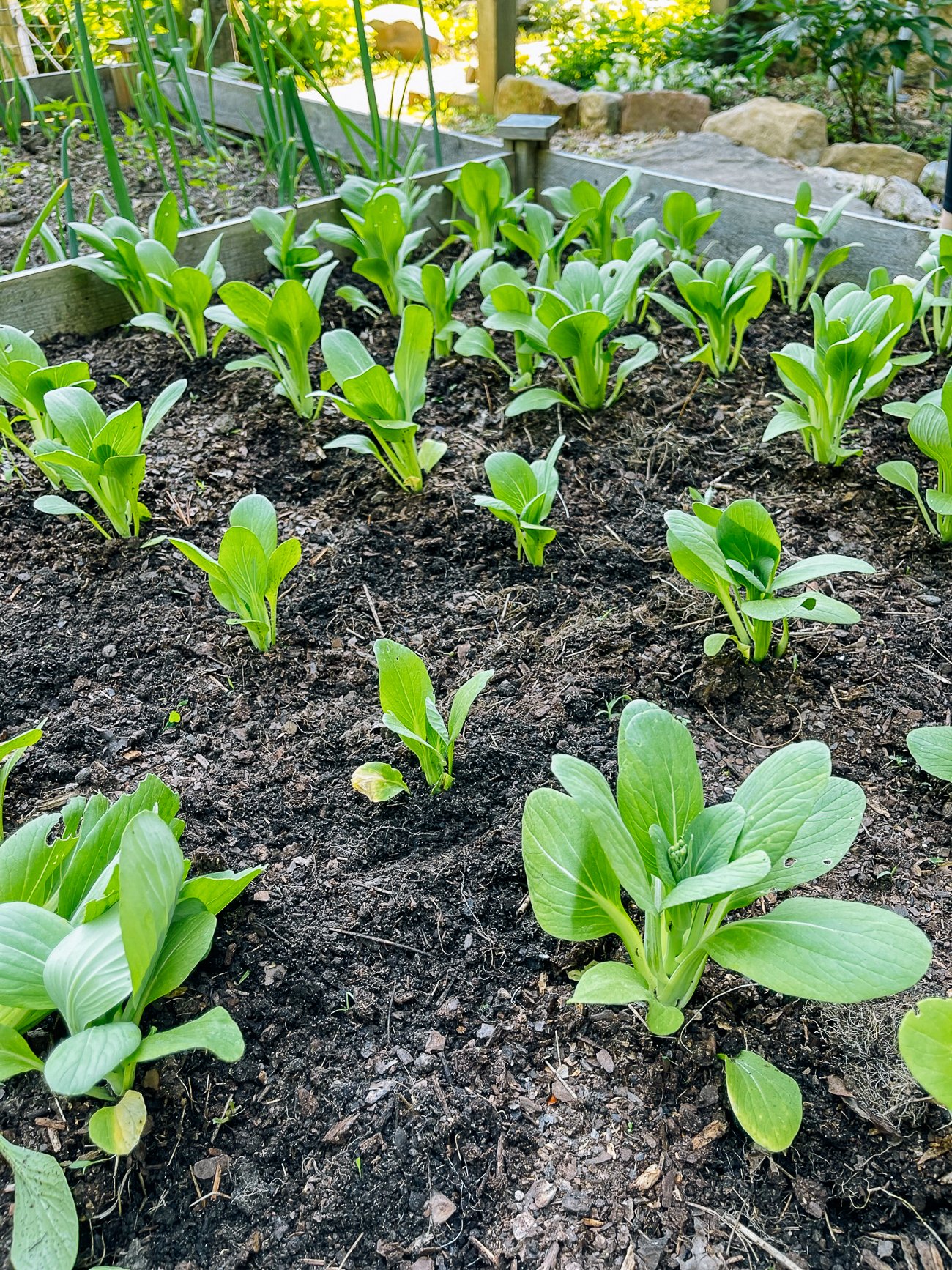 thinned rows of bok choy