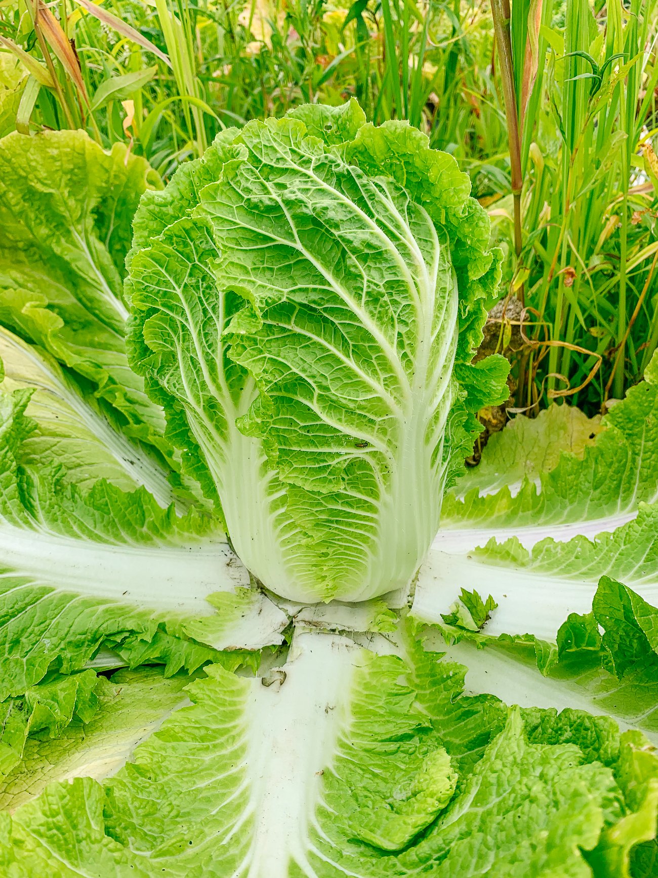 napa cabbage ready for harvest