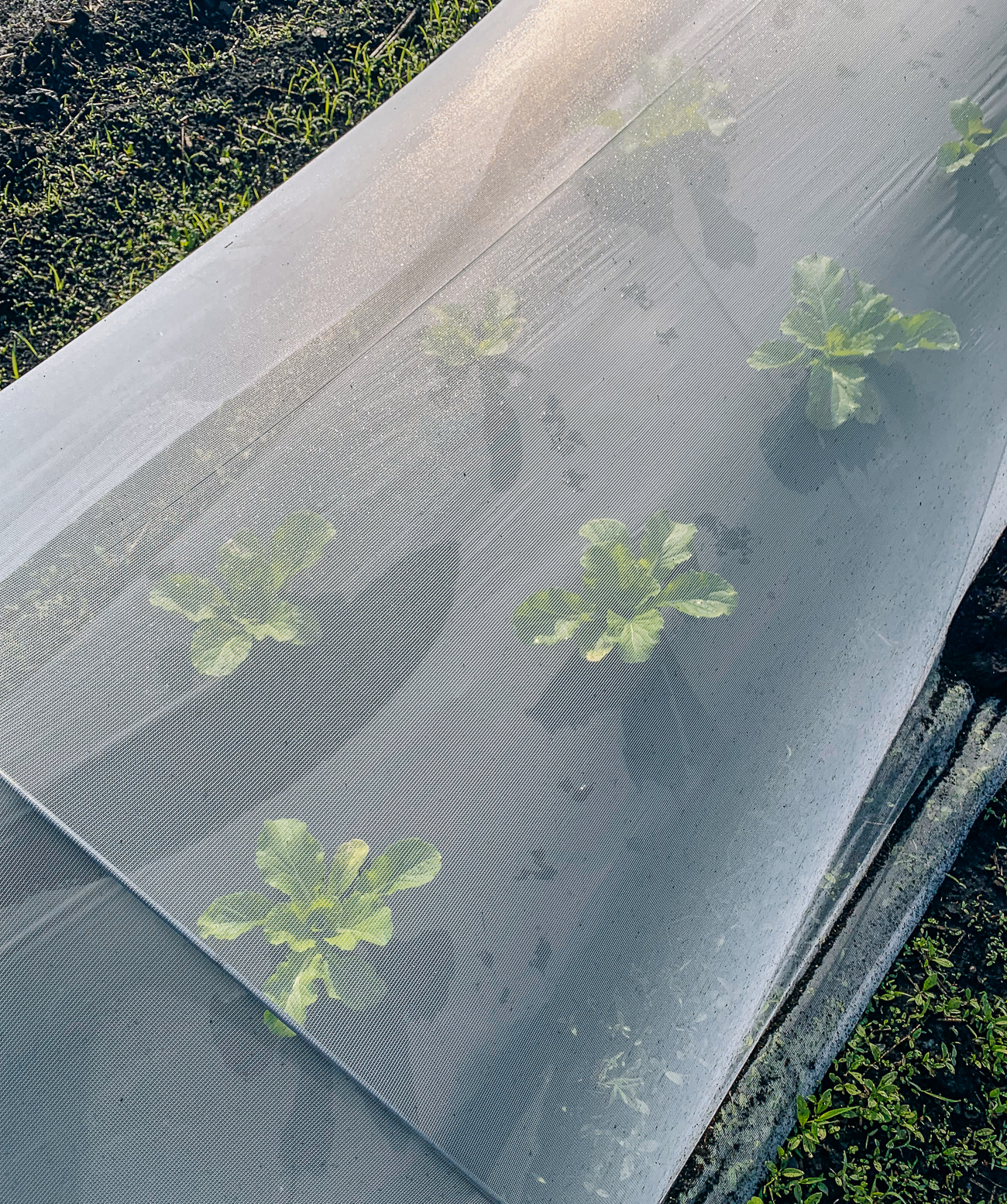 floating row cover over napa cabbage plants