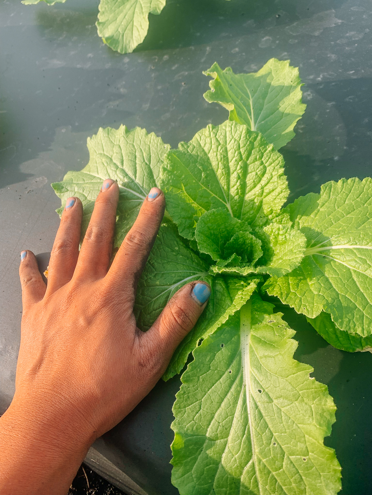 growing napa cabbage with hand for scale