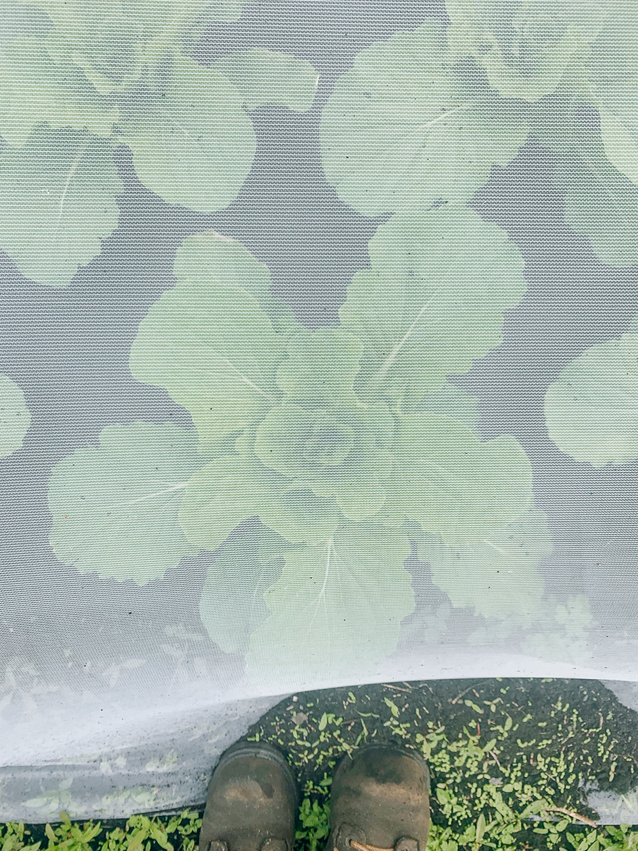 napa cabbage plant protected by insect netting