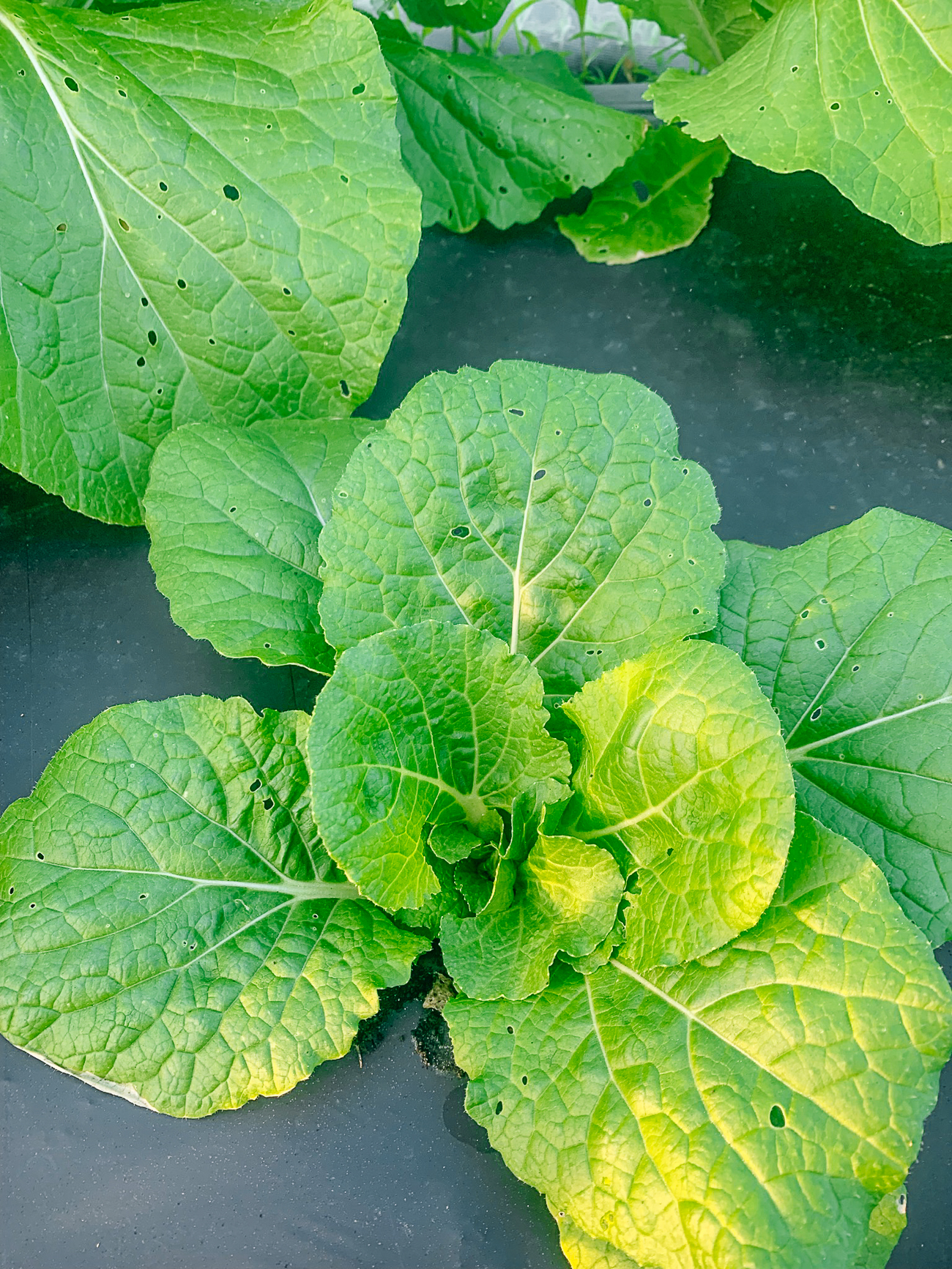 growing napa cabbage plant