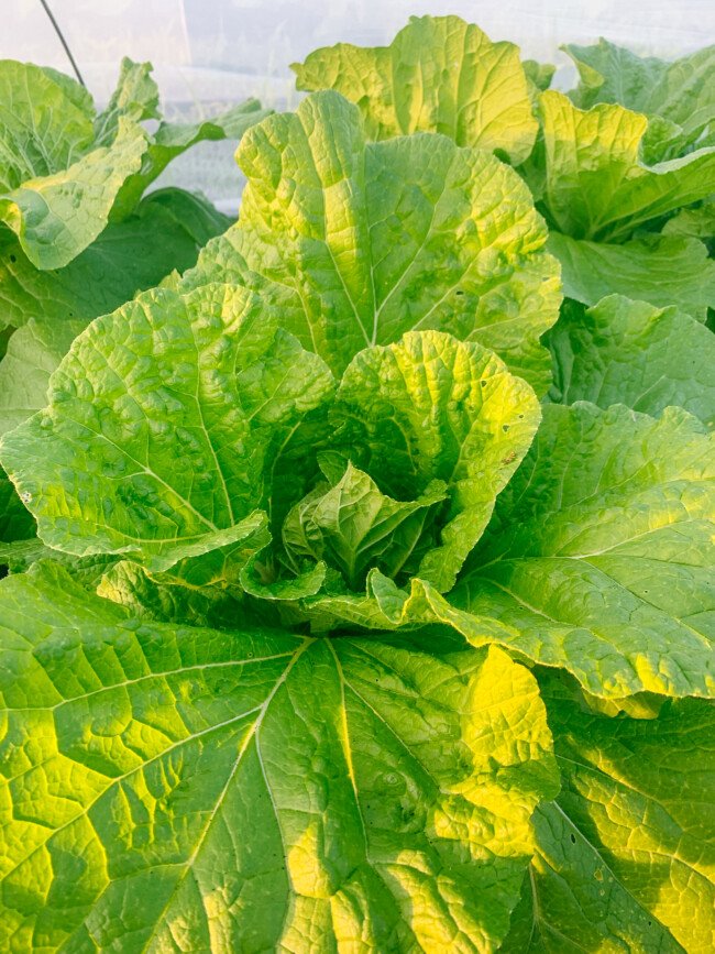 How to Grow Napa Cabbage The Woks of Life