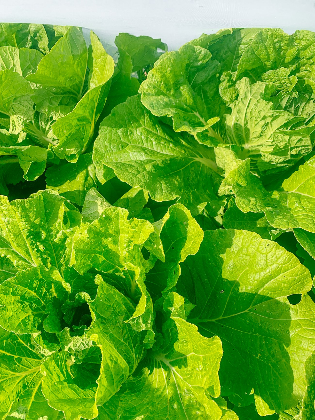 growing napa cabbages