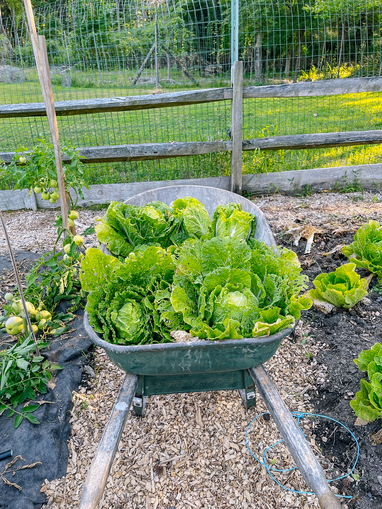 wheelbarrow filled with untrimmed napa cabbage