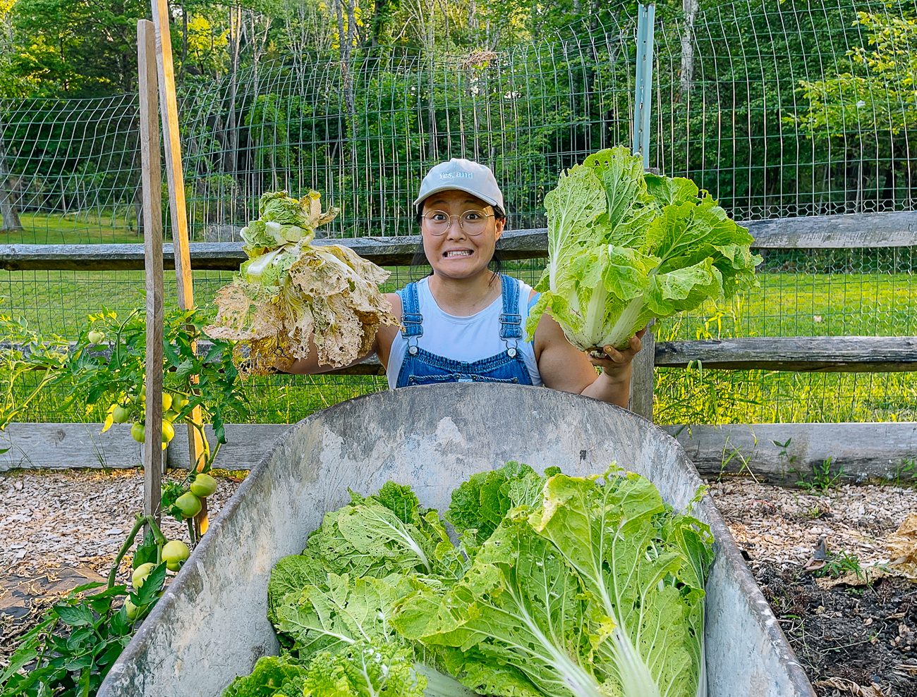 Kaitlin with napa cabbage harvest, good and bad