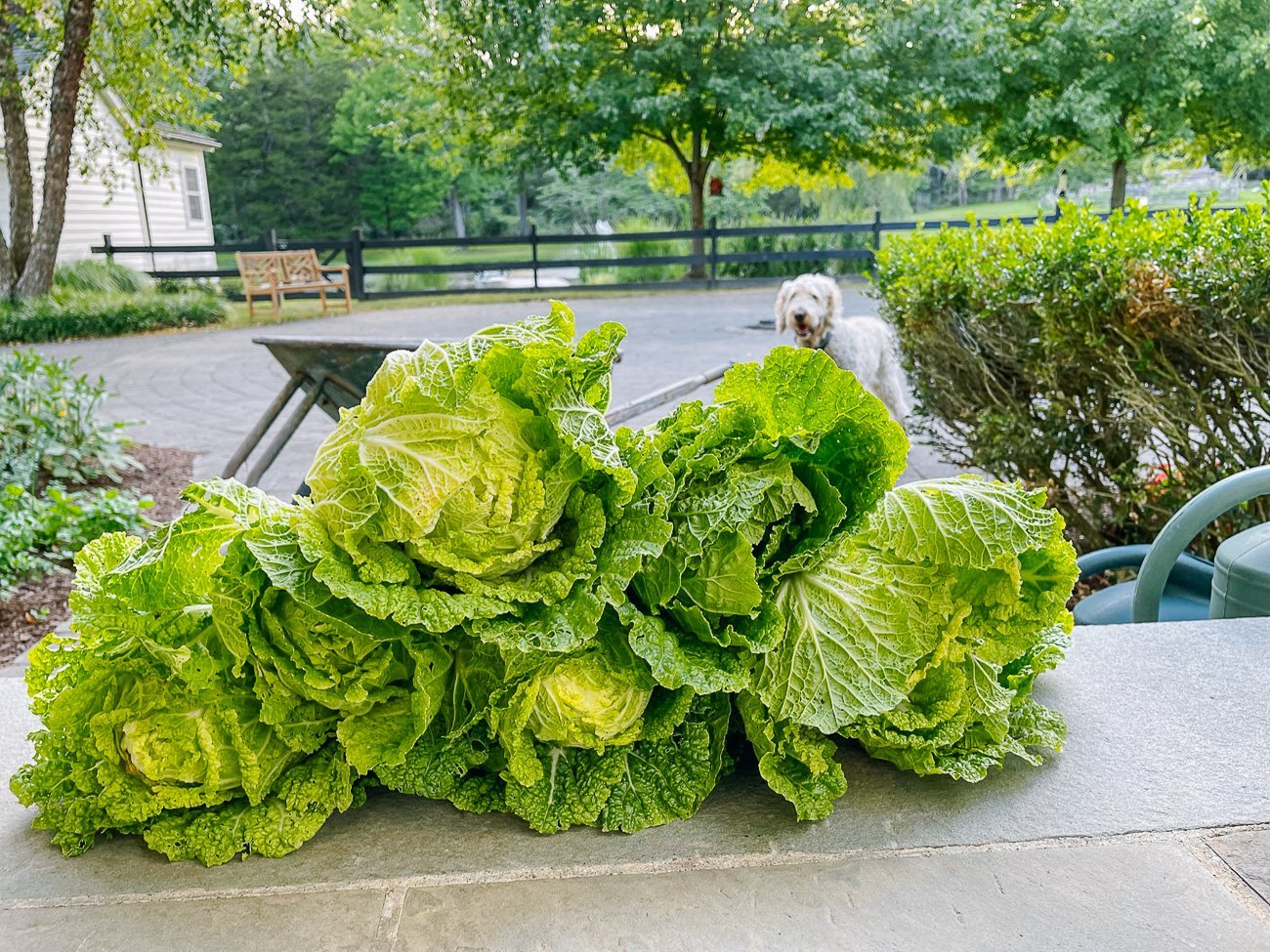 pile of harvested napa cabbages
