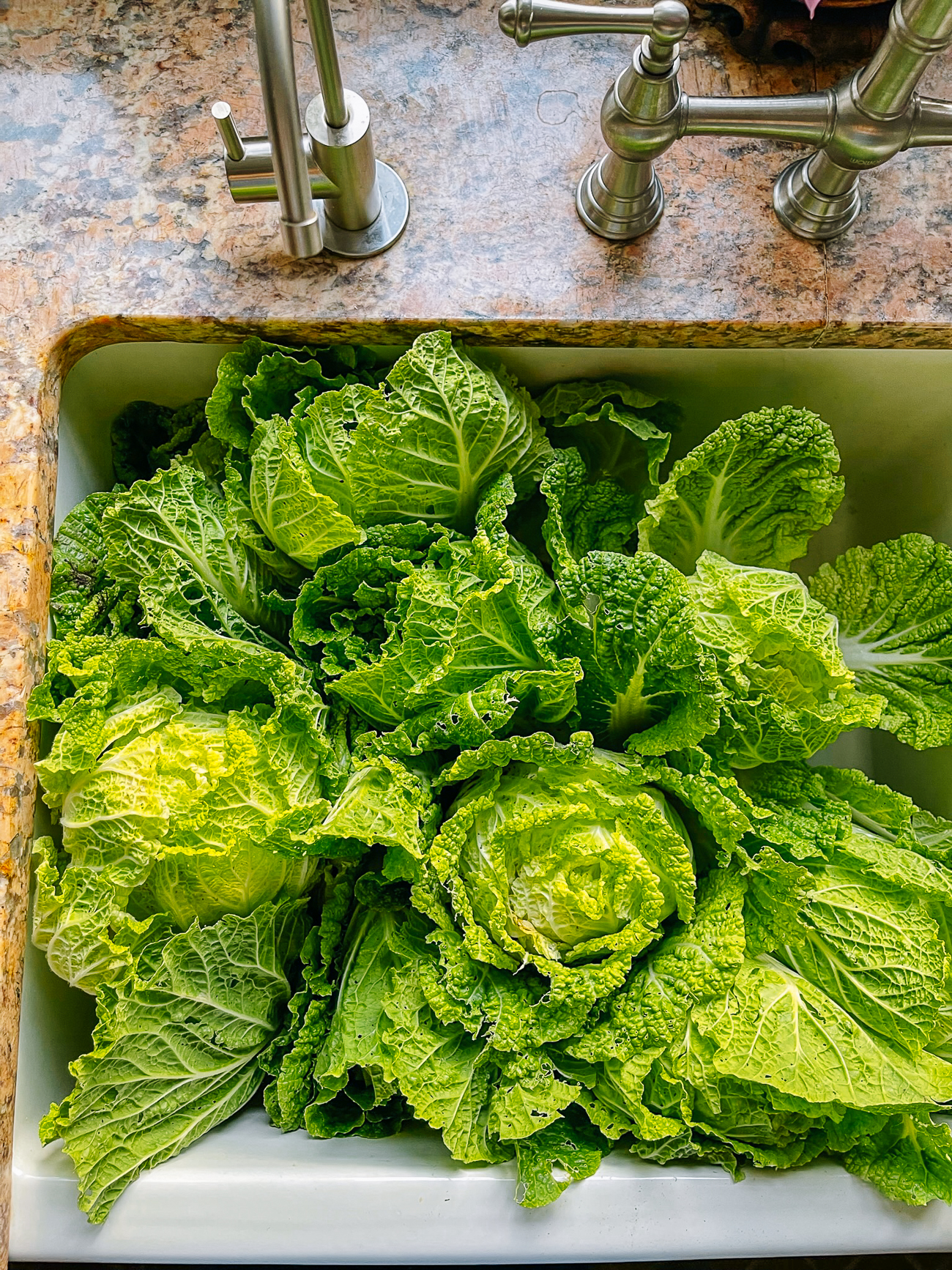 garden grown napa cabbage in sink