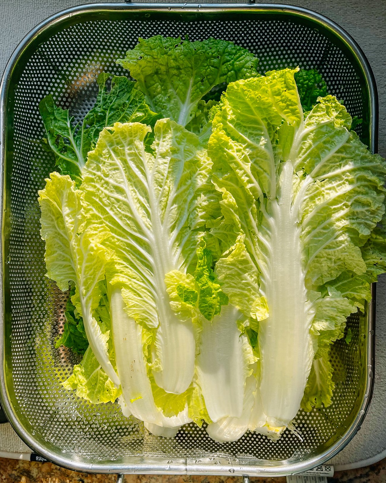 clean napa cabbage leaves in colander