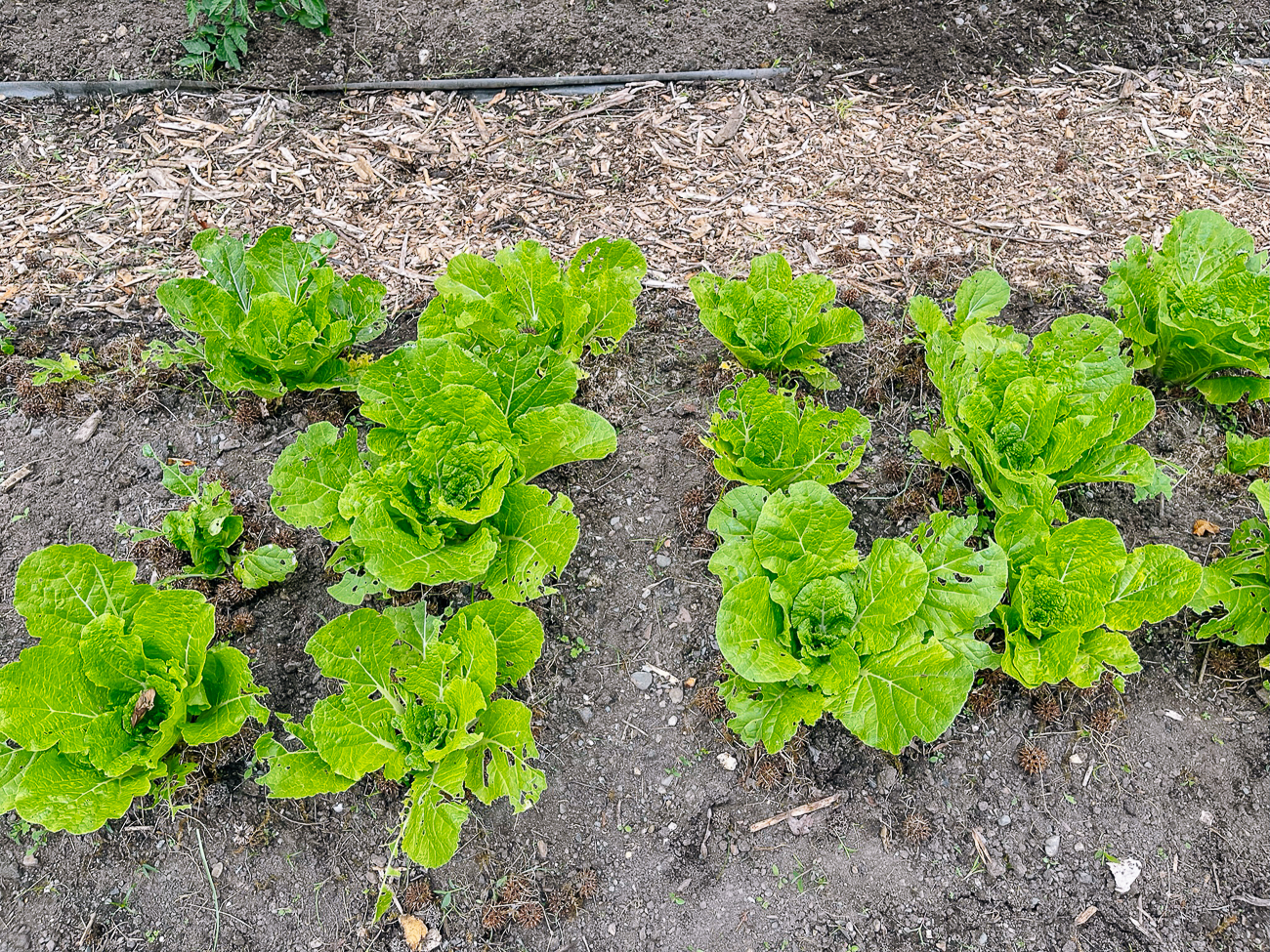 pest damage to young napa cabbage plants