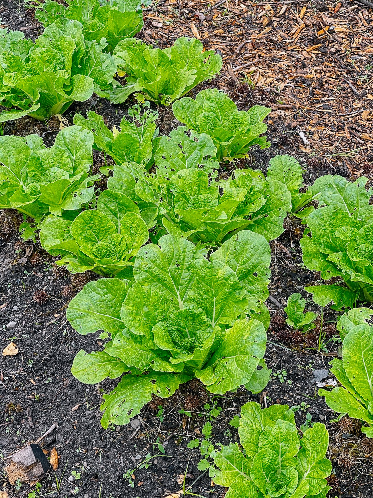 growing napa cabbage