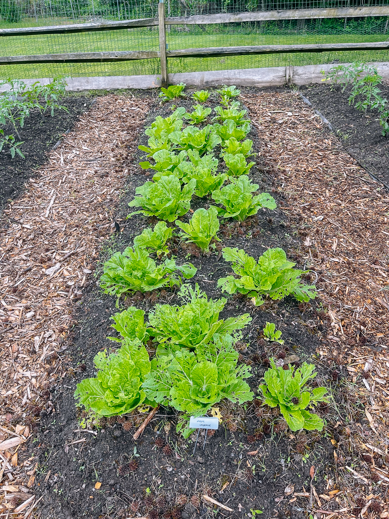 bed of napa cabbage