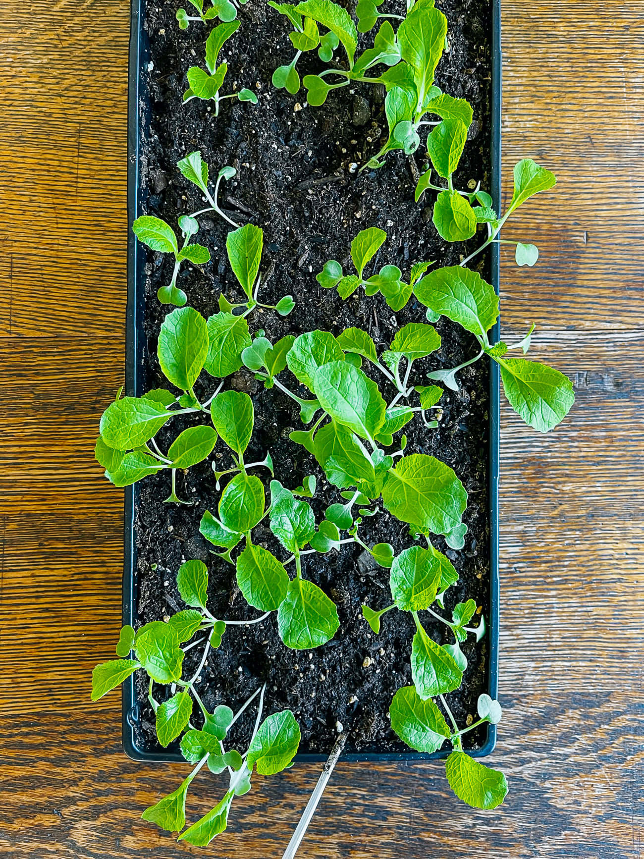 napa cabbage seedlings in seed tray