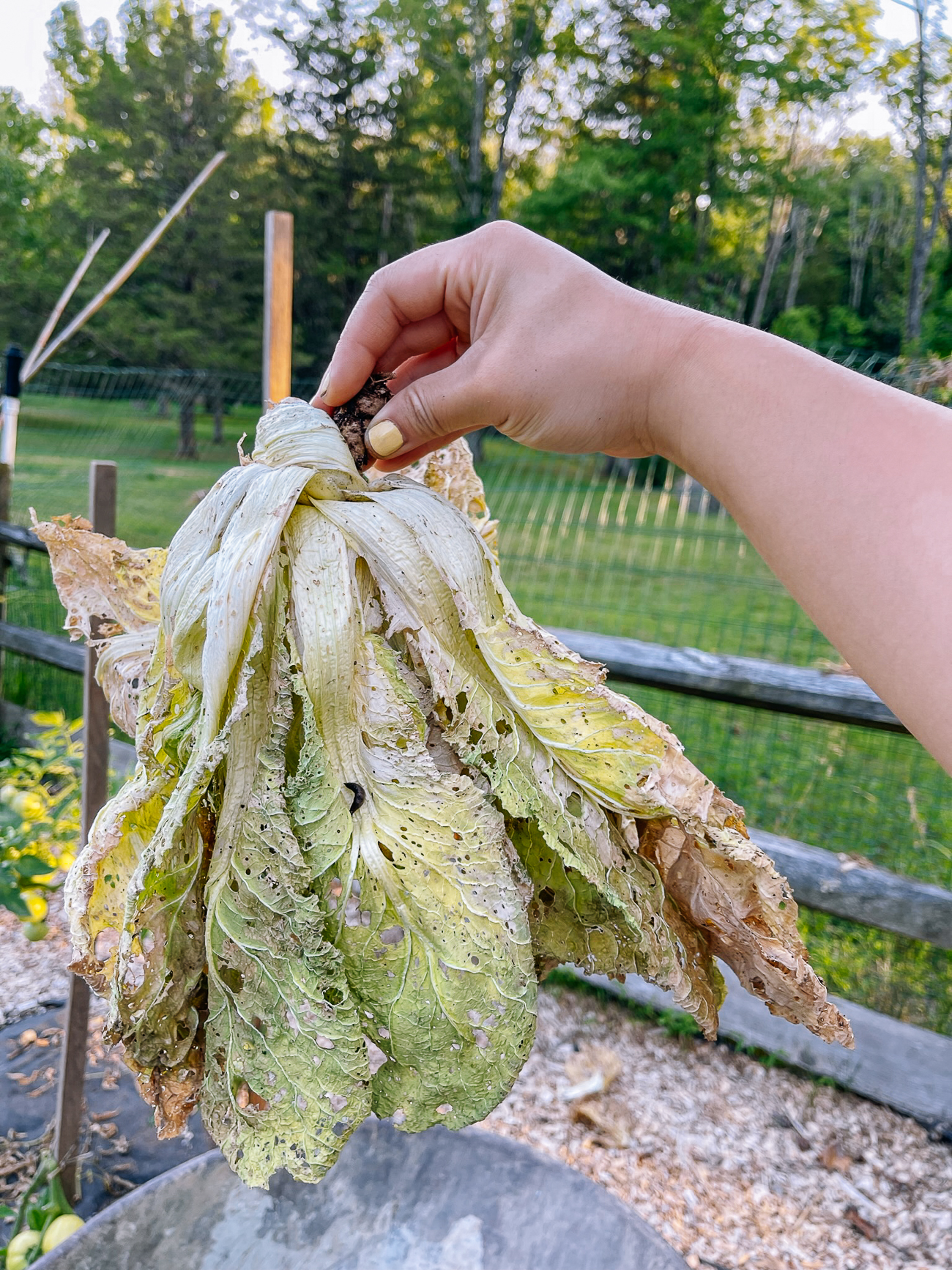 wilted napa cabbage from too much fertilizer