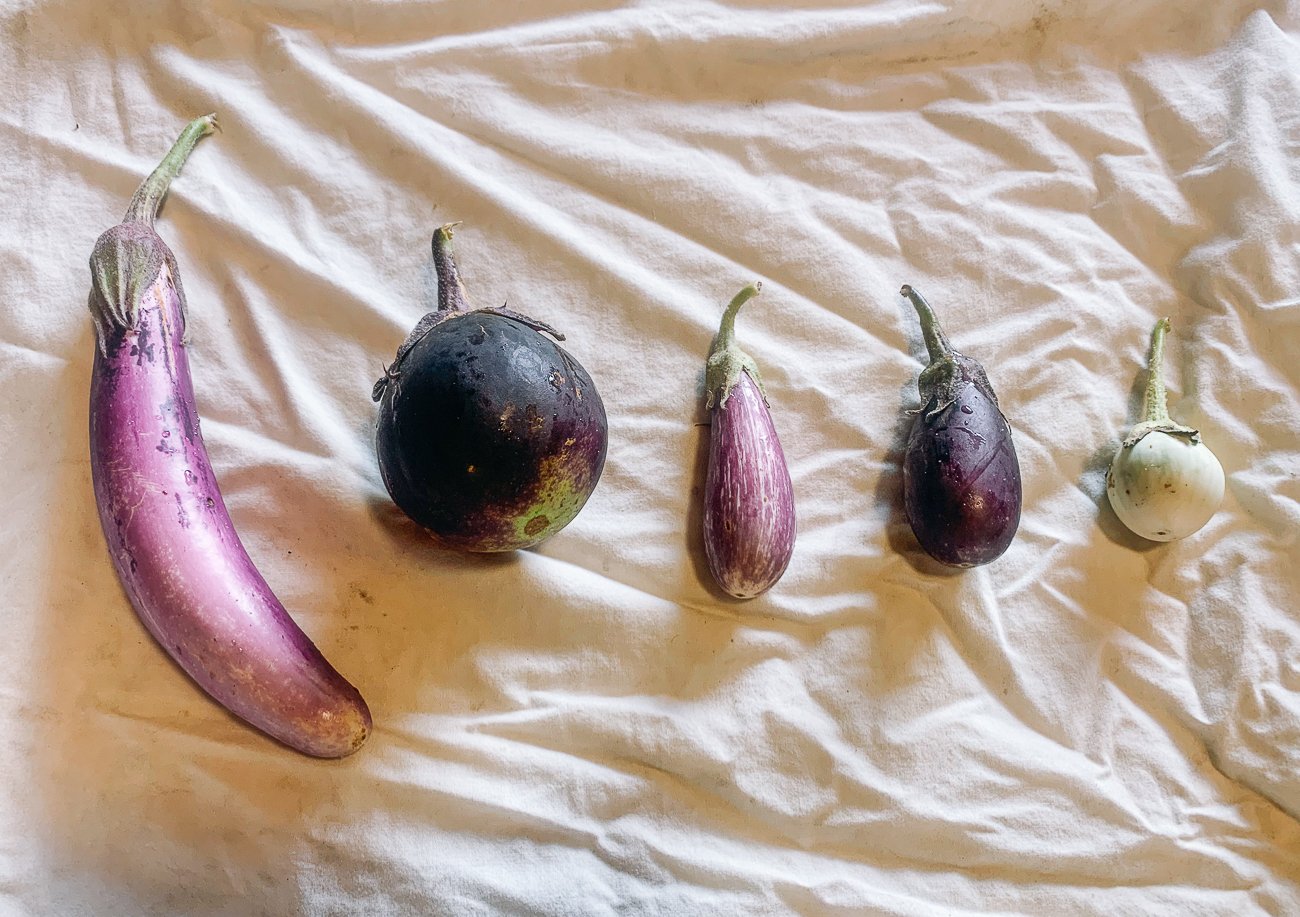 Different varieties of Asian eggplant