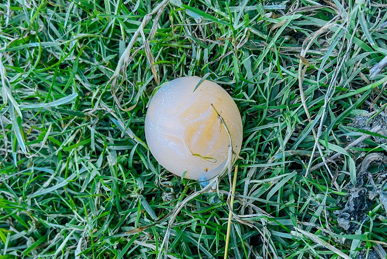 egg laid without the shell