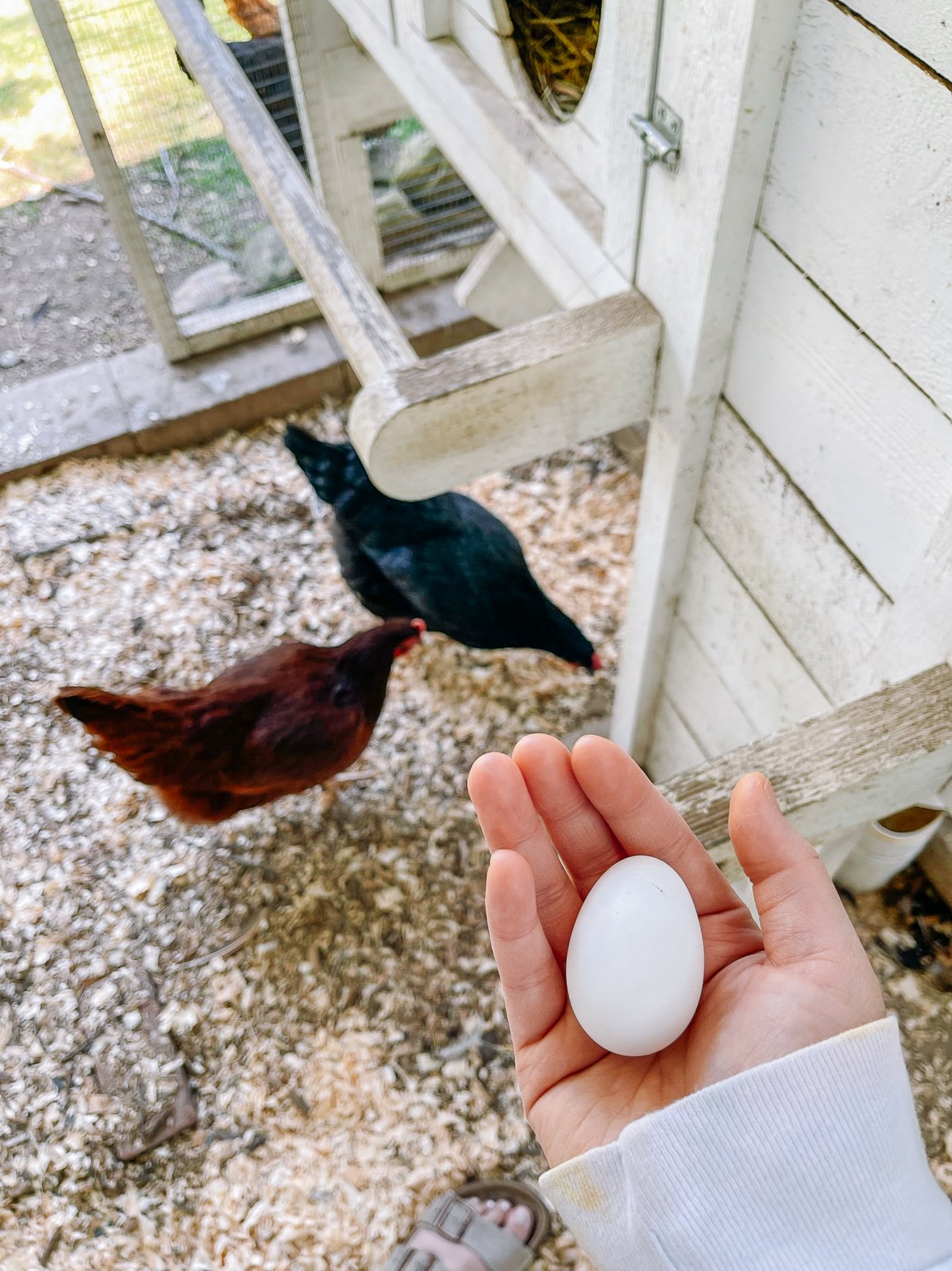 first small chicken egg laid by backyard chickens