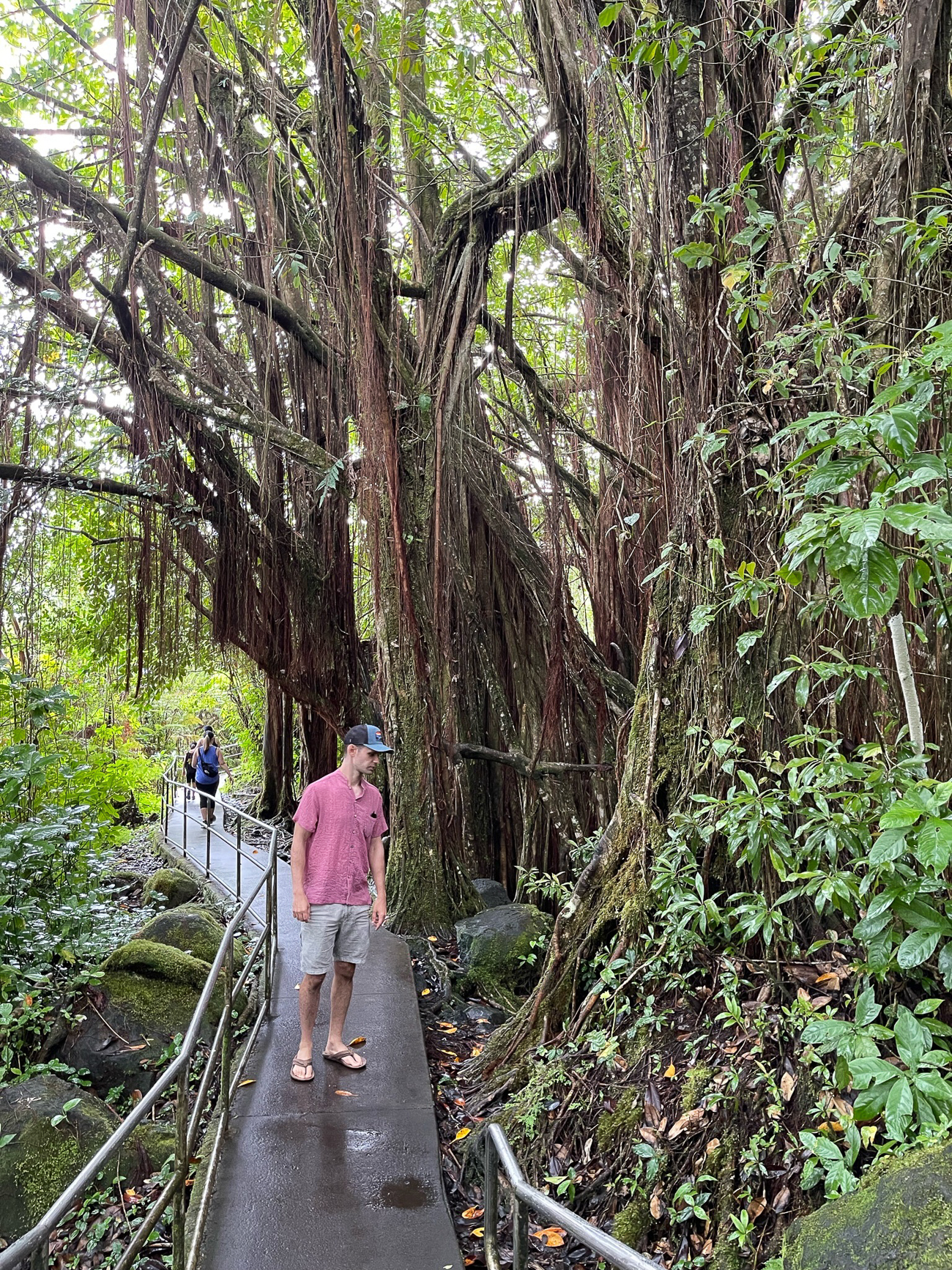trees on path to akaka falls