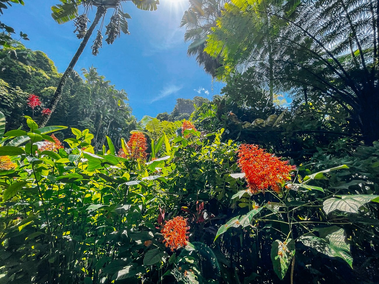 flowers at Hawaii Tropical Botanical Garden